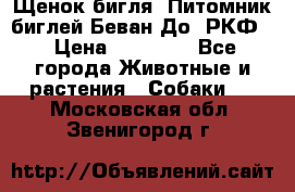 Щенок бигля. Питомник биглей Беван-До (РКФ) › Цена ­ 20 000 - Все города Животные и растения » Собаки   . Московская обл.,Звенигород г.